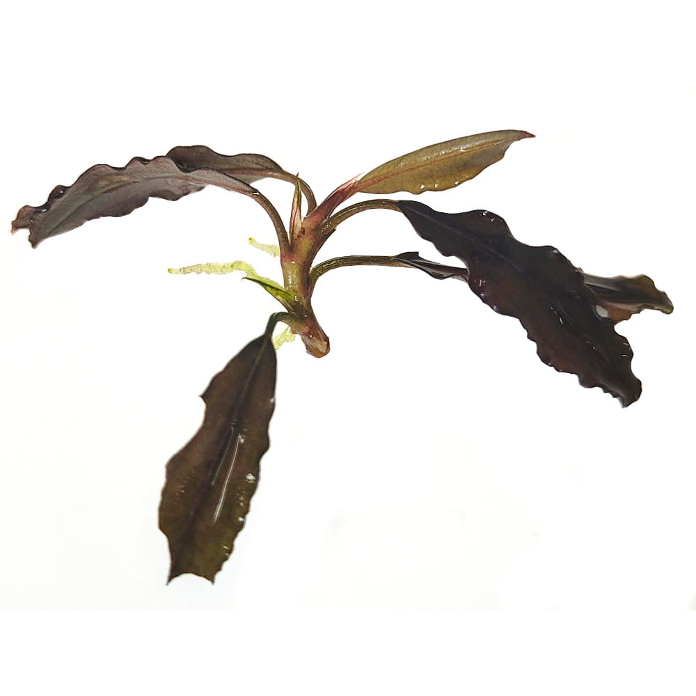 Bucephalandra Red Purple epifit roślina na korzeń łatwa SADZONKA.jpg